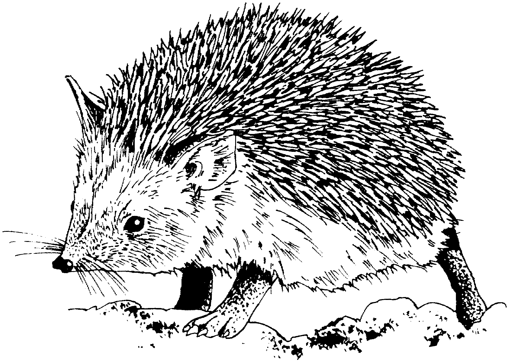 Free Hedgehog Coloring Pages