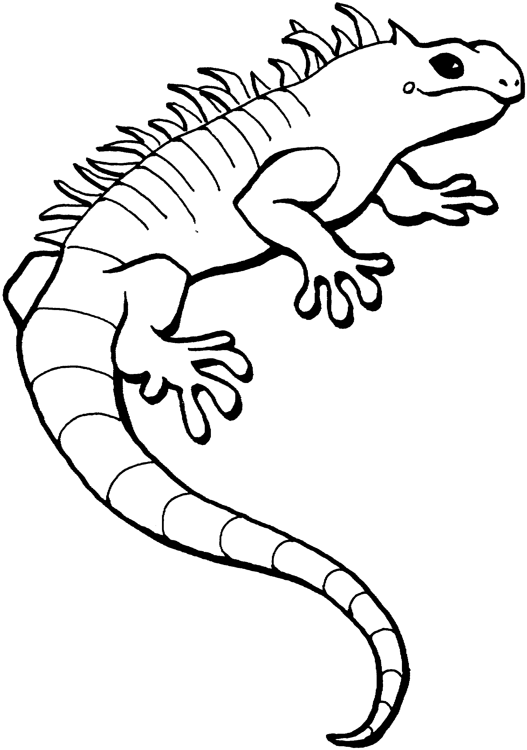 coloring page lizard