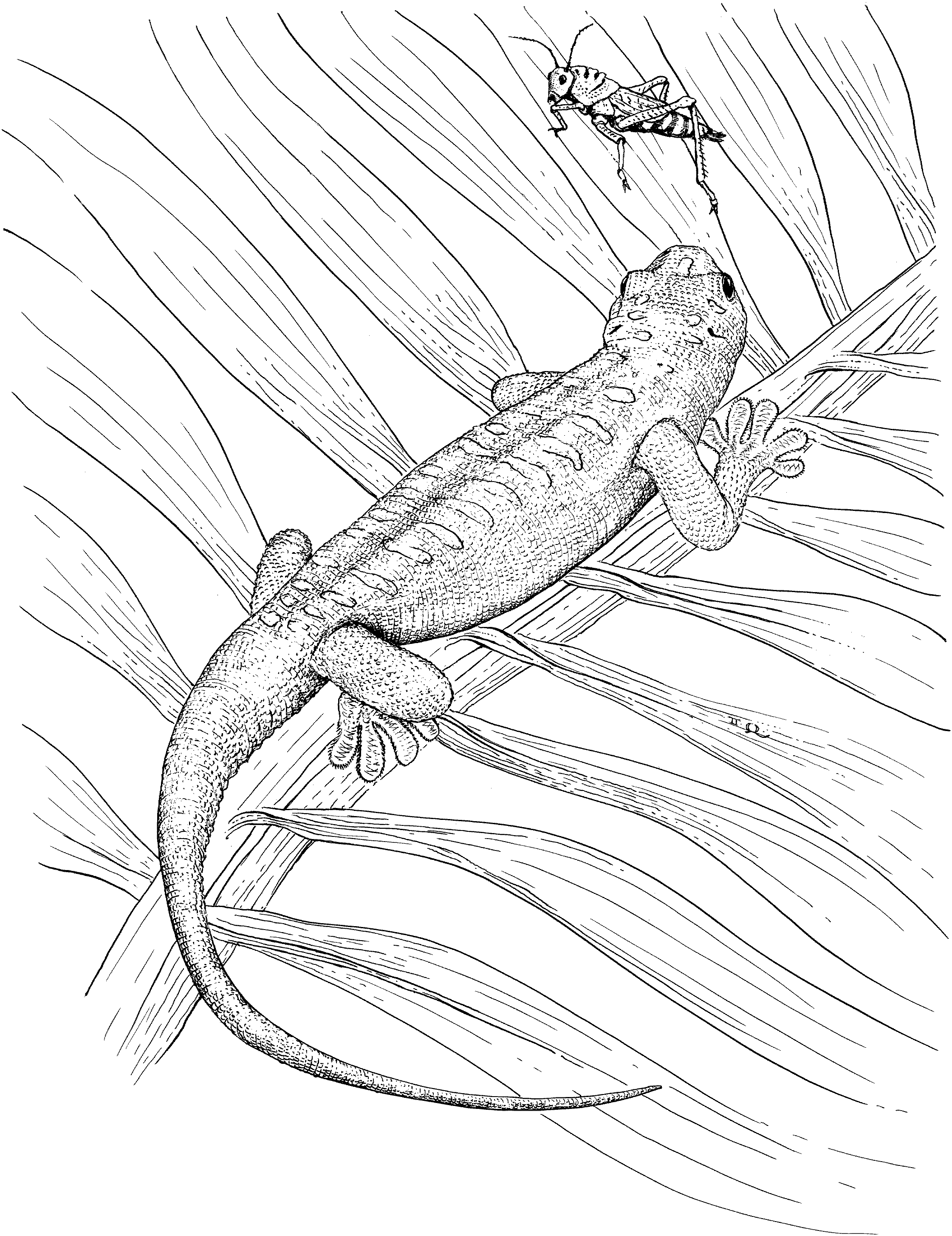 Lizard Pictures To Print / Free Printable Lizard Coloring Pages For Kids