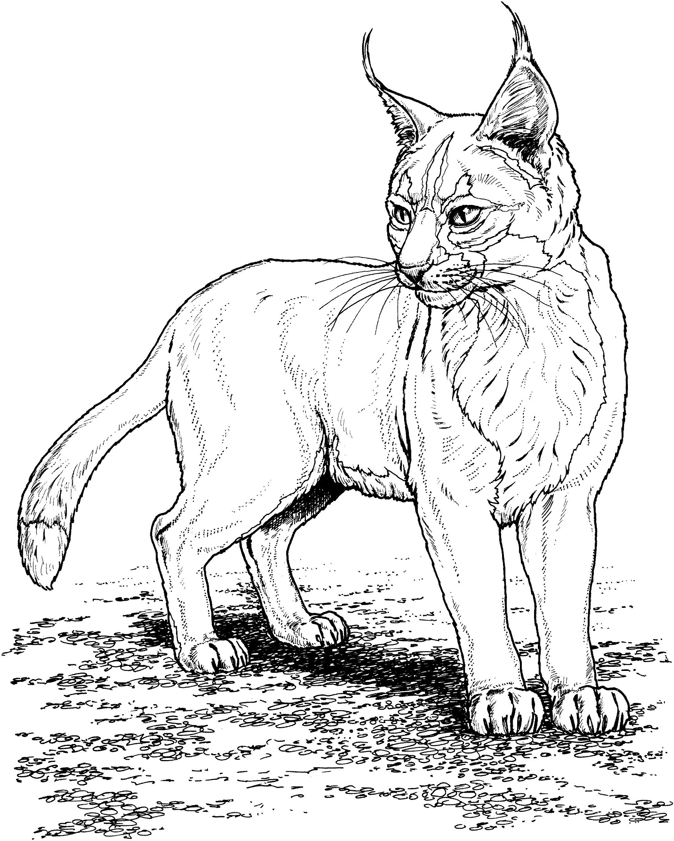 baby bobcat coloring pages - photo #12