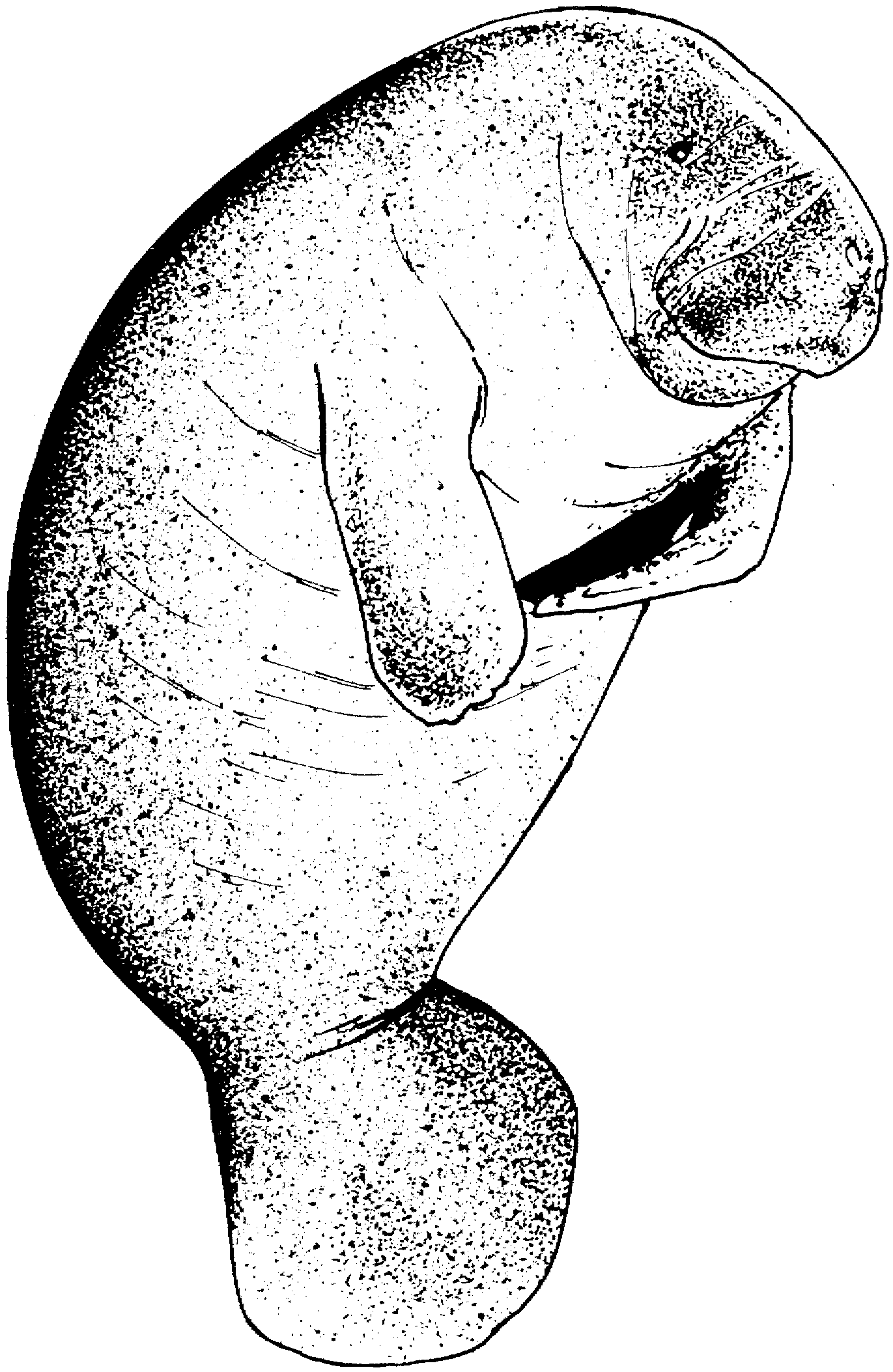 Free Manatee Coloring Pages