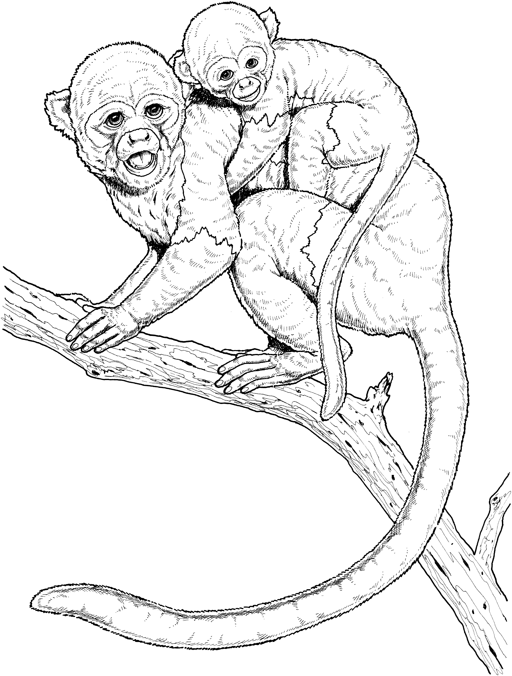 948 Cartoon Monkey Coloring Pages To Print for Adult
