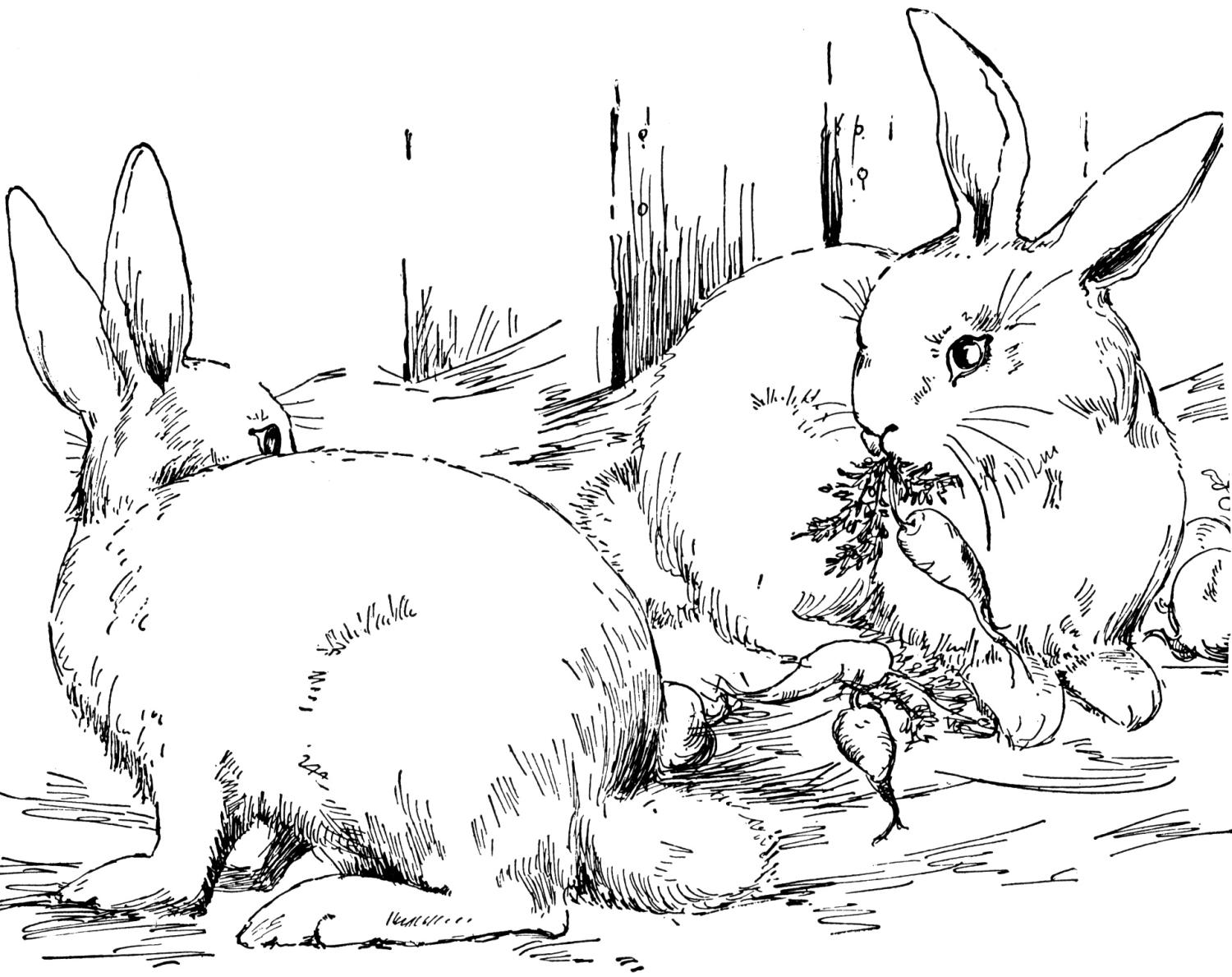 Rabbits Colouring Pages Free Printable