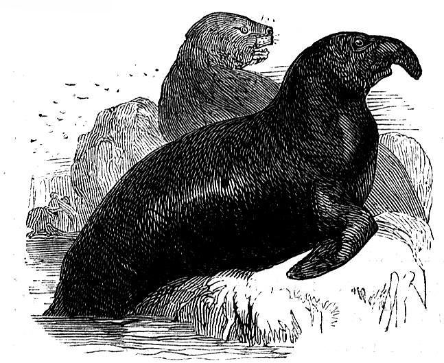 Free Sea Lion Coloring Pages