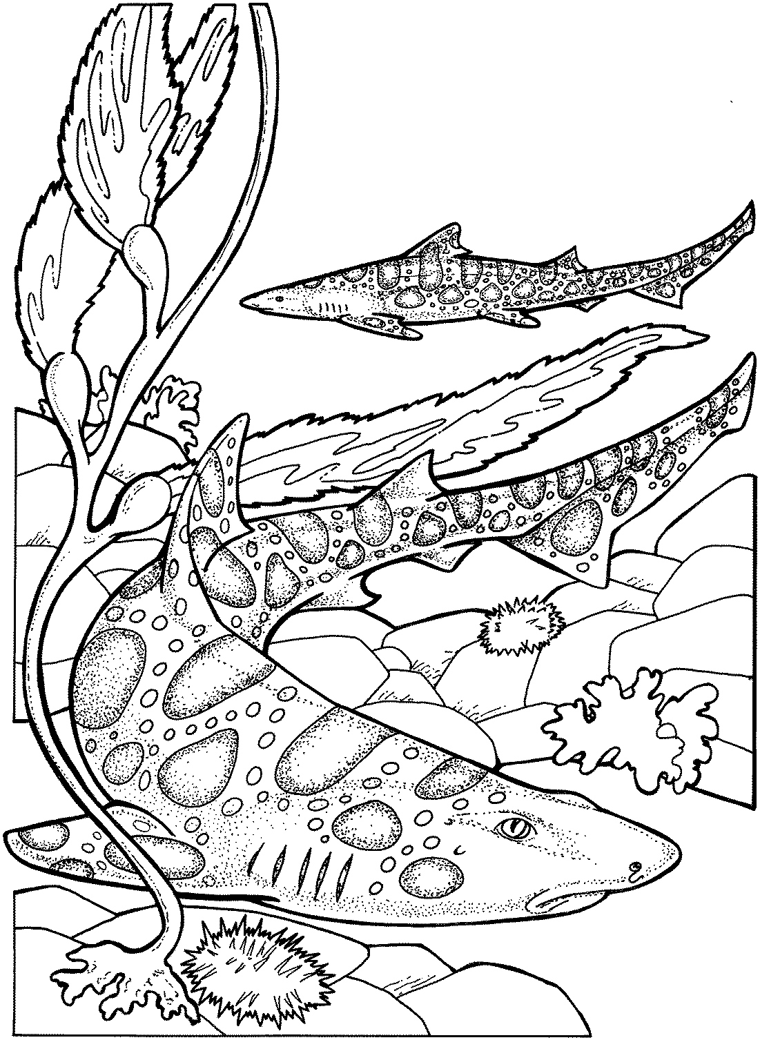 free-shark-coloring-pages