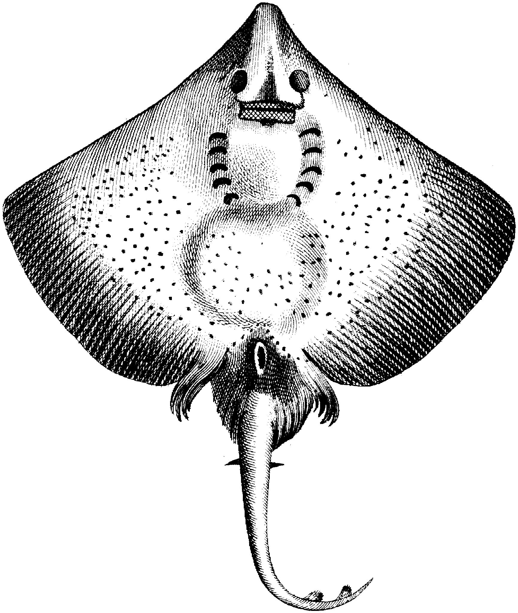 anatomy of a manta ray