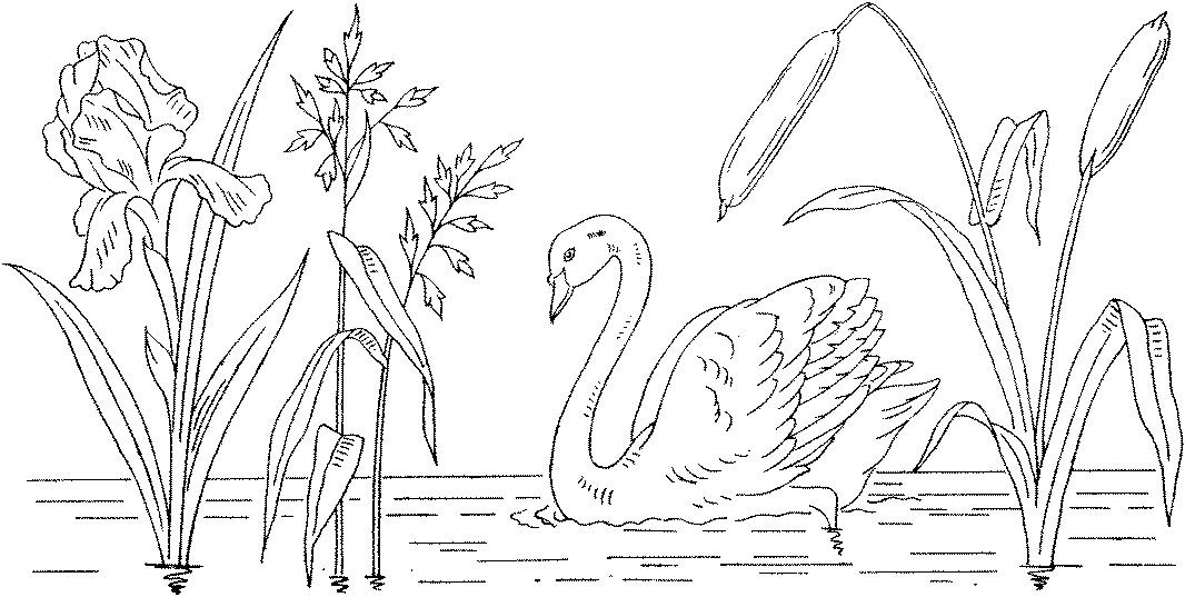 Free Swan Coloring Pages