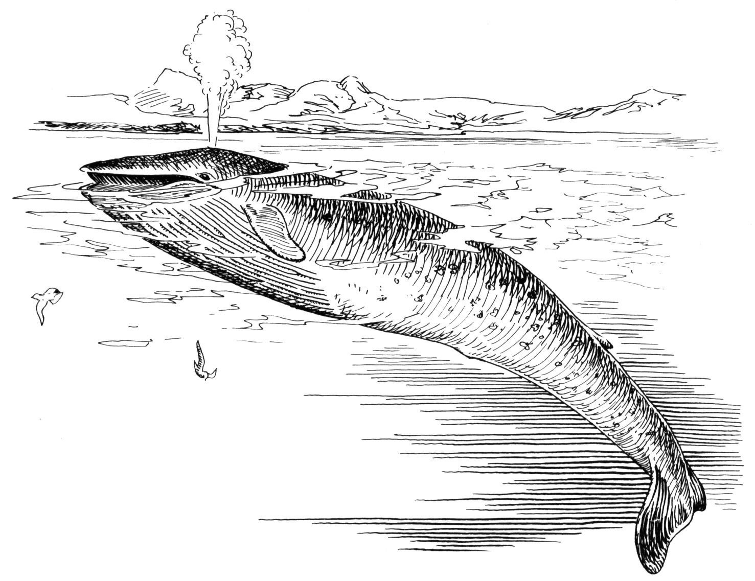 free-whale-coloring-pages