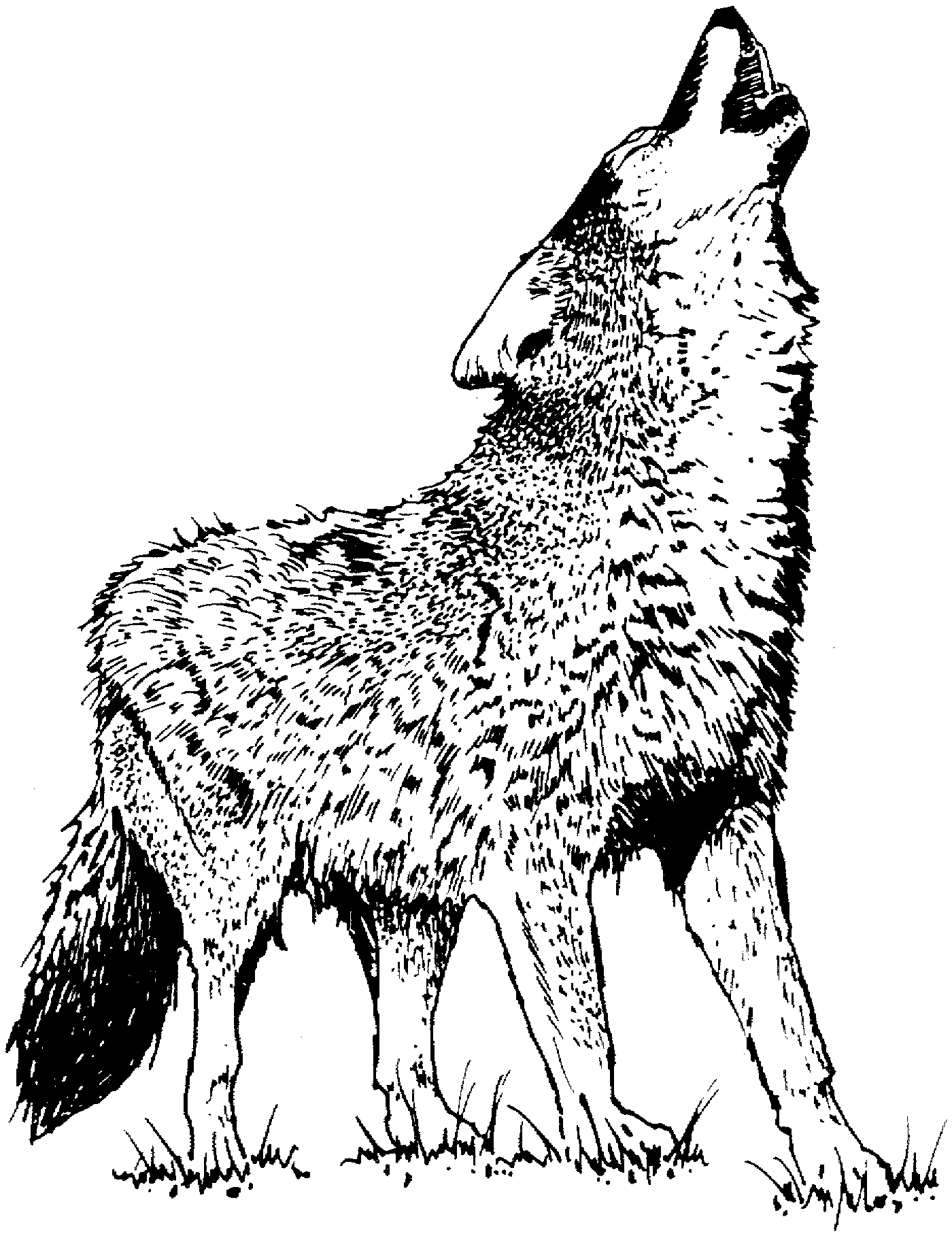 free-printable-wolf-coloring-pages-printable-blank-world