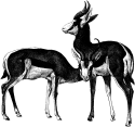 Gazelles - Learn about Gazelles